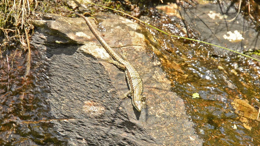 lizard on a stone