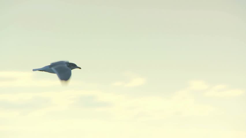 Seagull flying in front of dramatic clouds and water 