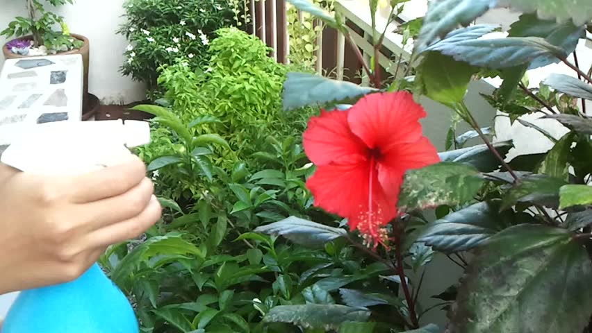A woman spraying of plant's leaves at home