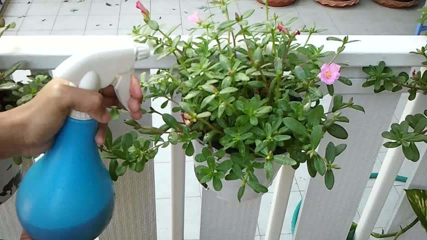 A woman spraying of plant's leaves at home