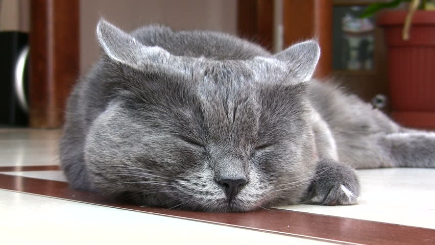 sleeping kitty