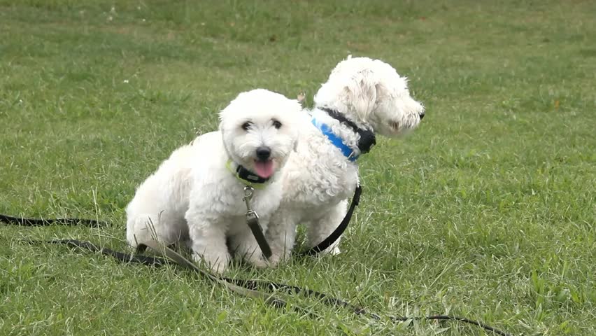 Two Small White Furry Dogs Walk Away Dragging Leashes