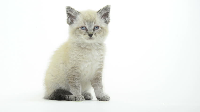 Cute kitten on white background