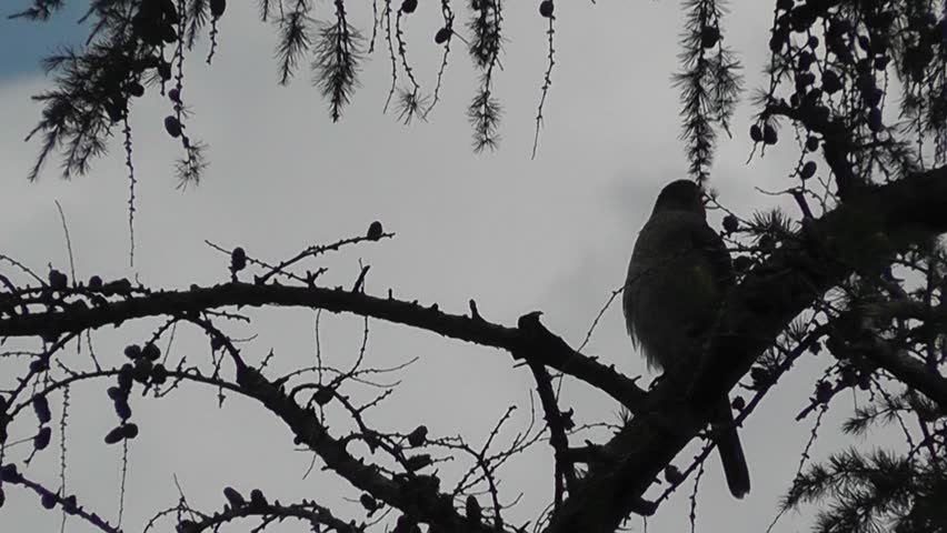 Silhouette of a hawk in an evergreen tree.  This small hawk is clearly taking the opportunity to do a bit of stretching and preening before time to start hunting for his / her next meal.