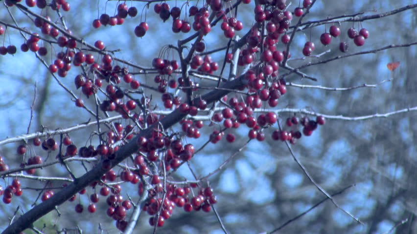 Winter berries on a bare tree.