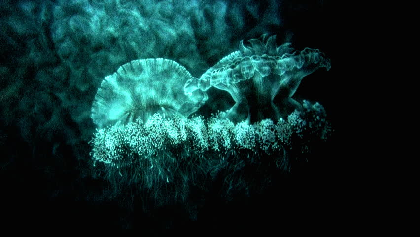 Seashell and anemone with motion distortion moving. Turquoise color.