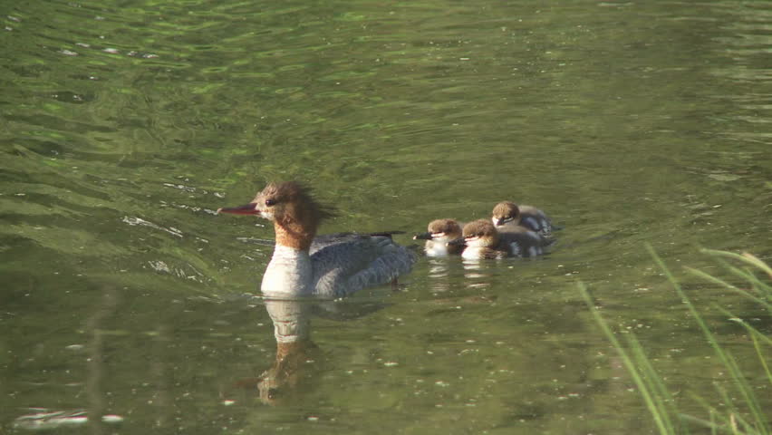 Common Merganser wild duck with ducklings swimming in a mountain lake