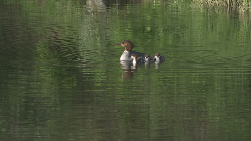 Common Merganser wild duck with ducklings swimming in a mountain lake