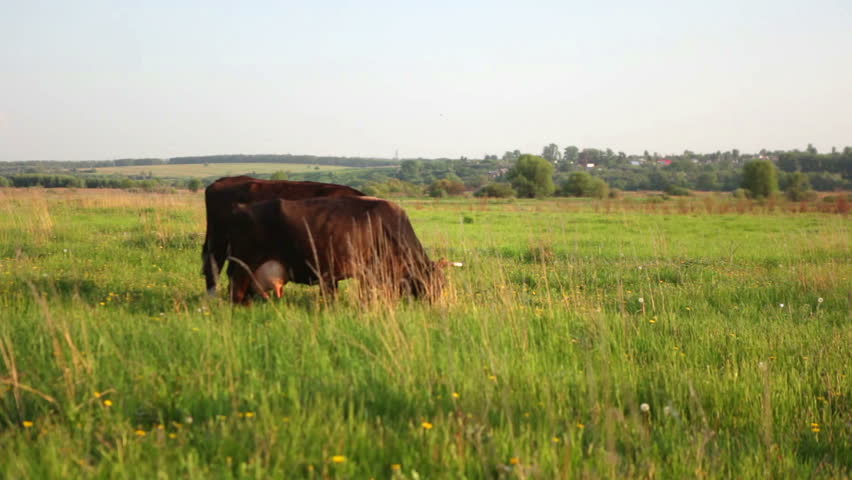 Brown cows on a farmland. HD
