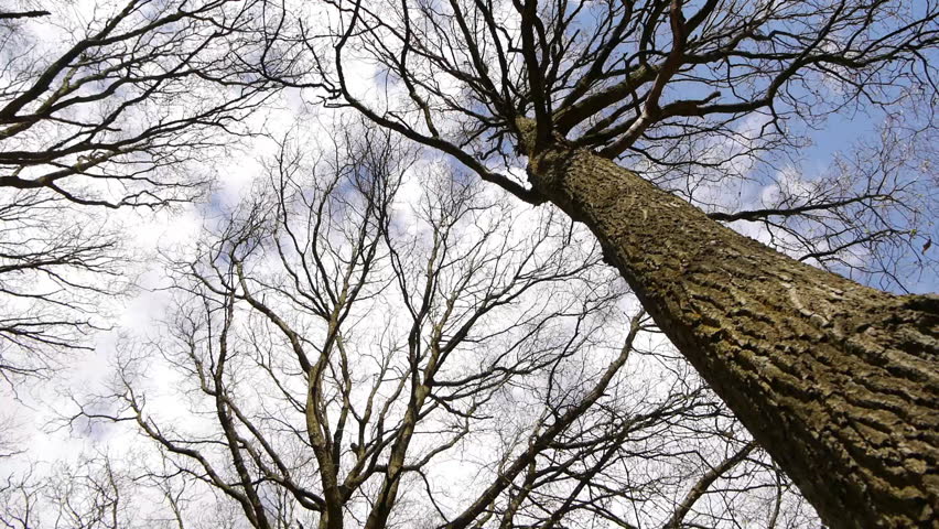 Looking up into some bare branch oak trees, includes camera move.