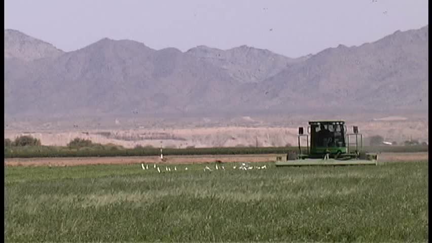 A flock of egrets and a flock of sparrows crowd around a farmer mowing hay in a field in Arizona