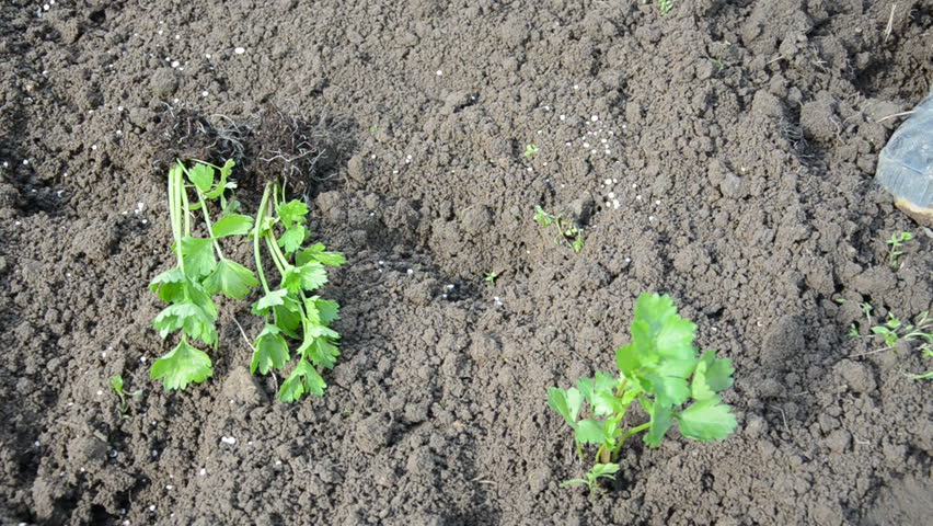 planting celery sprouts in spring time