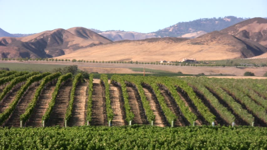 Vineyard in the Santa Ynez Valley, California
