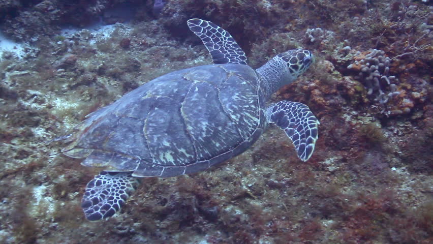 the loggerhead turtle filmed underwater whilst scuba diving in cozumel, mexico