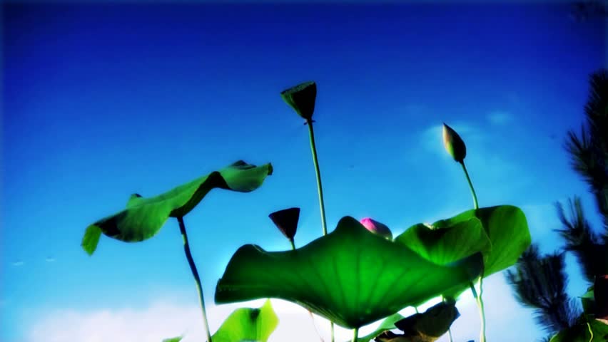 Lotus Reflections on Water Loop