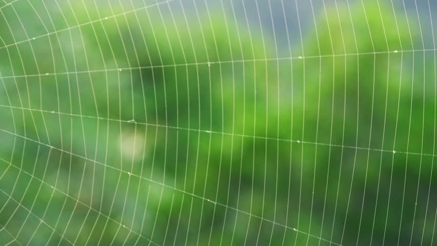 Spider web on a wind,