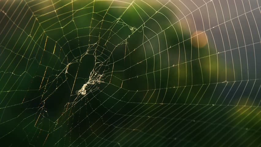 Spider web on a wind,