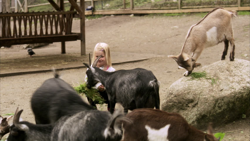 Children and goats at the zoo