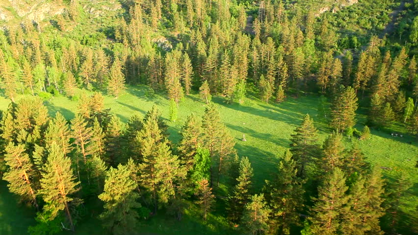 flight above forest