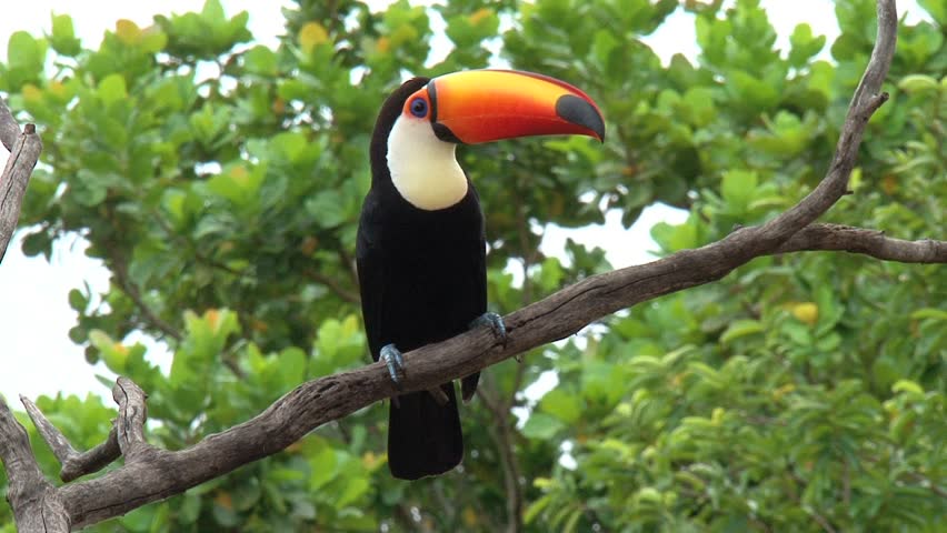 Toucan bird