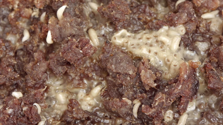 Blow Fly Larvae on Rotten Beef  Part 7