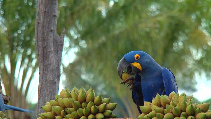 Parrot, macaw blue