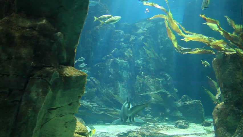 marine aquarium and marine life