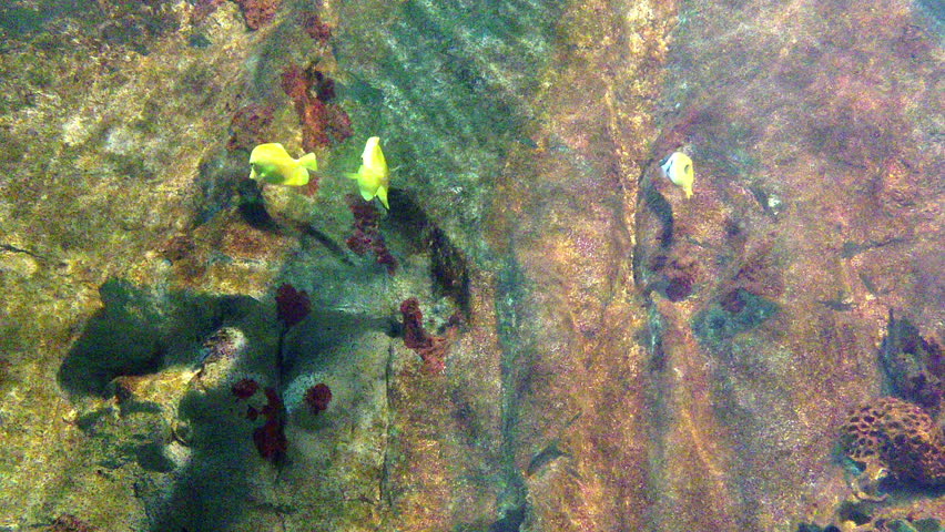 Underwater Coral scene on a reef with colorful fishes and water surface in background 