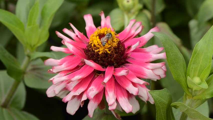 bees suck nectar from manipulating interest. Zinnia.