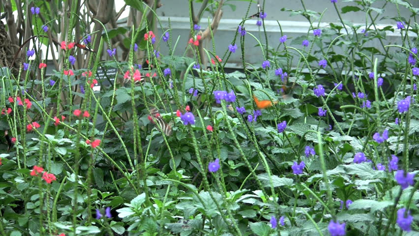 field of fluttering butterflies