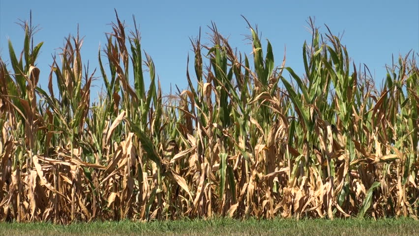 Field of corn damaged by severe extended drought in Midwest United States.
