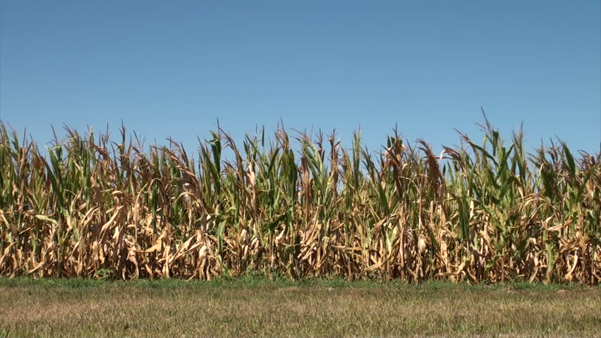 Field of corn damaged by severe extended drought in Midwest United States.