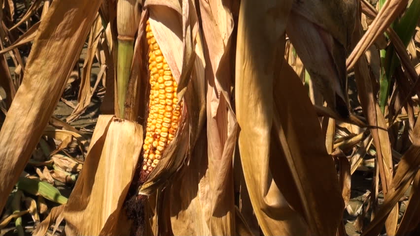 Ears of corn damaged by severe extended drought in Midwest united states.