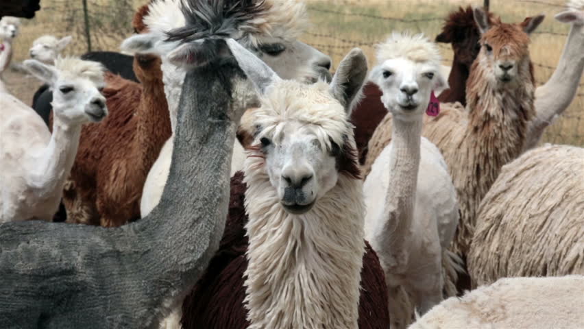 Alpaca herd after shearing on farm ranch in Utah