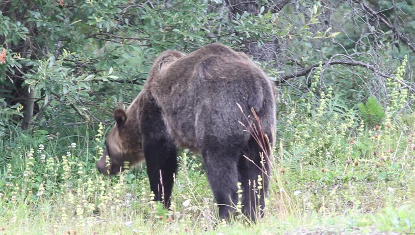 A wild grizzly bear  (ursus arctos) feeds on berries in preparation for winter hibernation. The bear shows signs of an injury resulting in a severe limp.