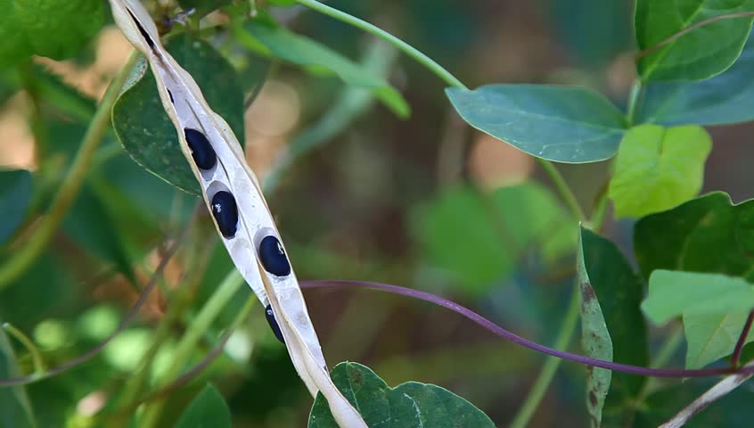 black beans under wind