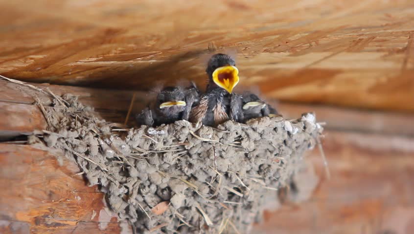 Swallow feeding baby birds in their nest 