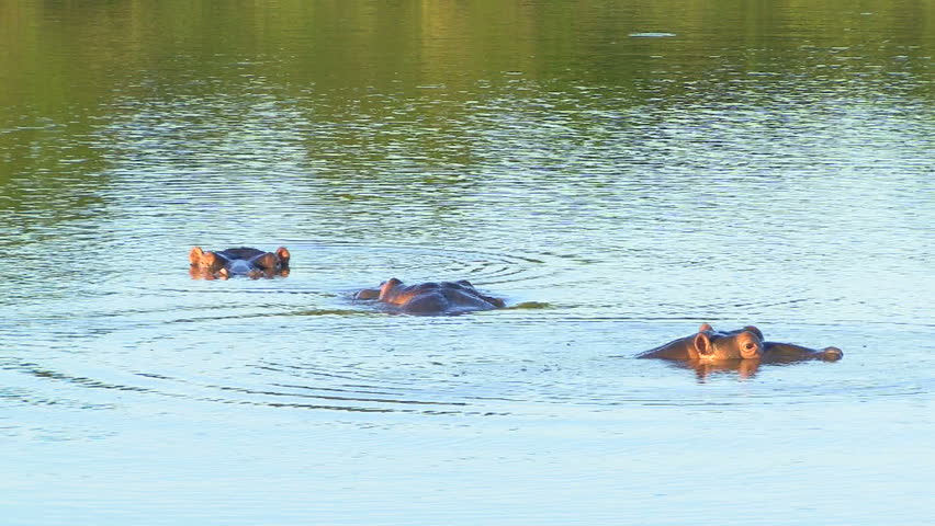 A group of 3 submerged hippopotamuses in South Africa