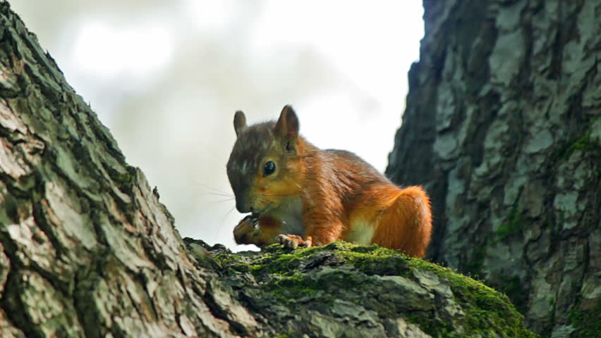 Squirrel eats while sitting on a tree trunk