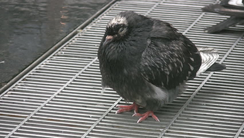 Wet pigeon on subway vent. Toronto, Ontario, Canada.