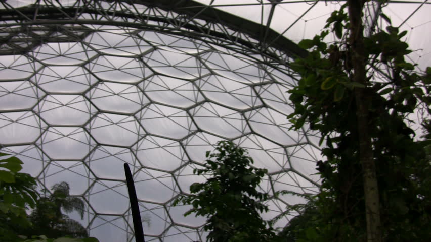 Aroid flower in the tropical biome, Eden Project, Cornwall