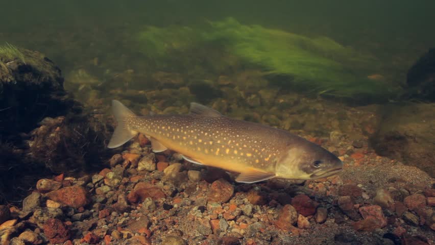 Underwater footage of arctic char (Salvelinus alpinus) in clear water river, Greenland