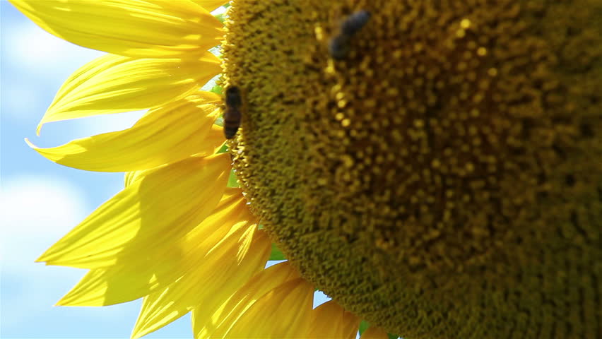 HD Bee on a Sunflower pollination process close-up
