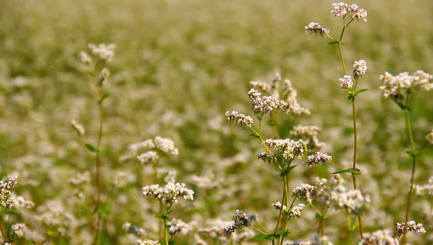 Close up of buckwheat field and bees flying around.