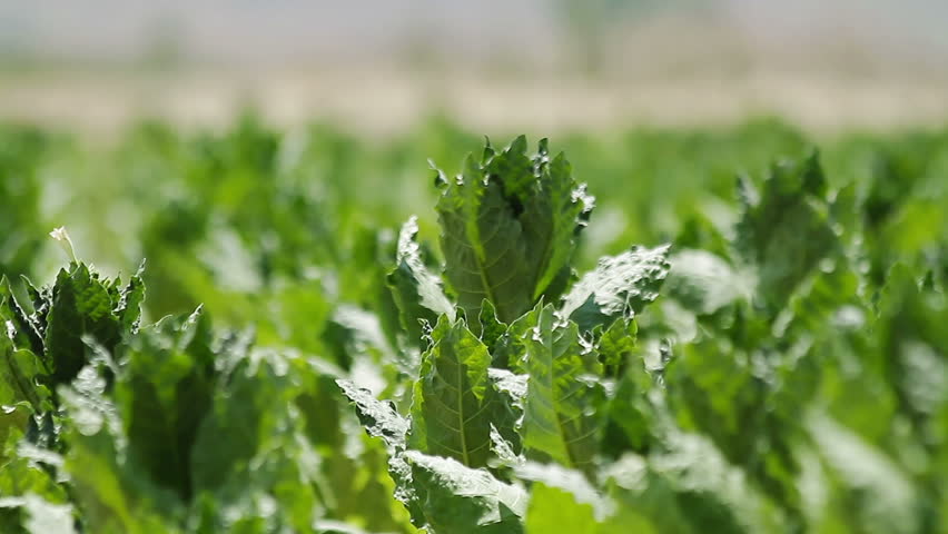 Tobacco field. Tobacco stems swaying in the breeze.