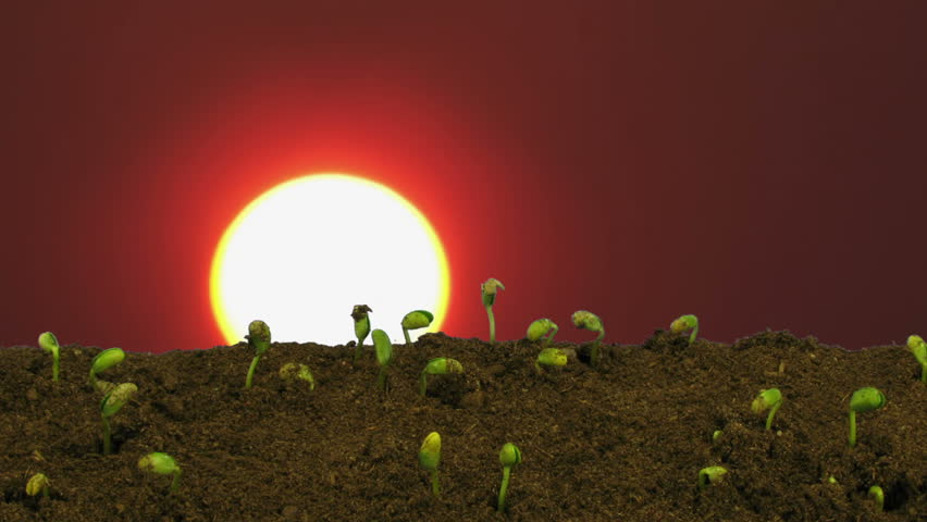 Time-lapse of growing soybeans vegetables on sunrise background 5b
