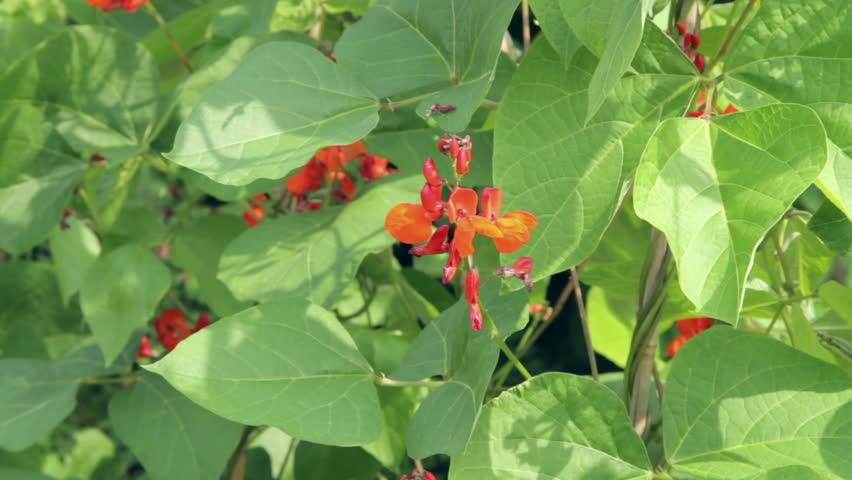 Bee pollinating runner bean flowers