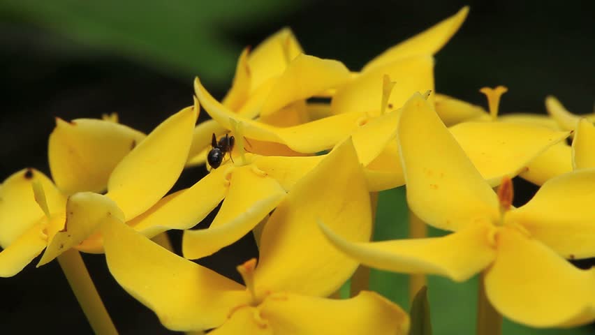 Ant walking on yellow flower nectar flowers.