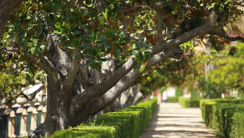 Magnolia tree over blured background 