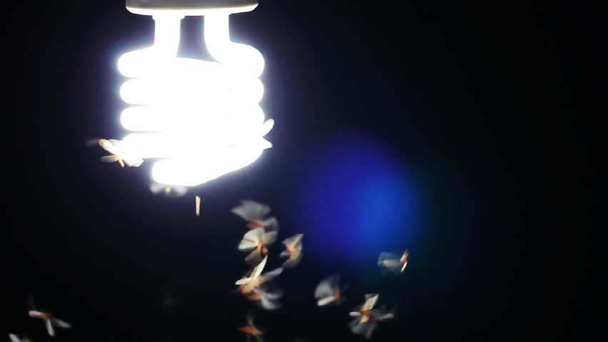 Winged Termites Flying around the florescent bulb 